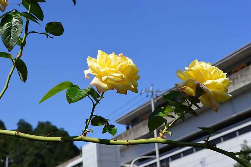 d0096422_11113132.jpg