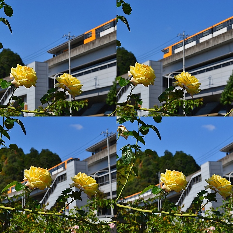 d0096422_11123046.jpg