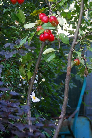 f0170524_9164833.jpg