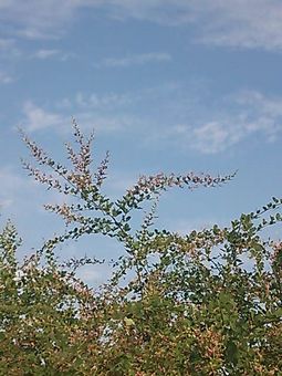 e0127625_20553055.jpg