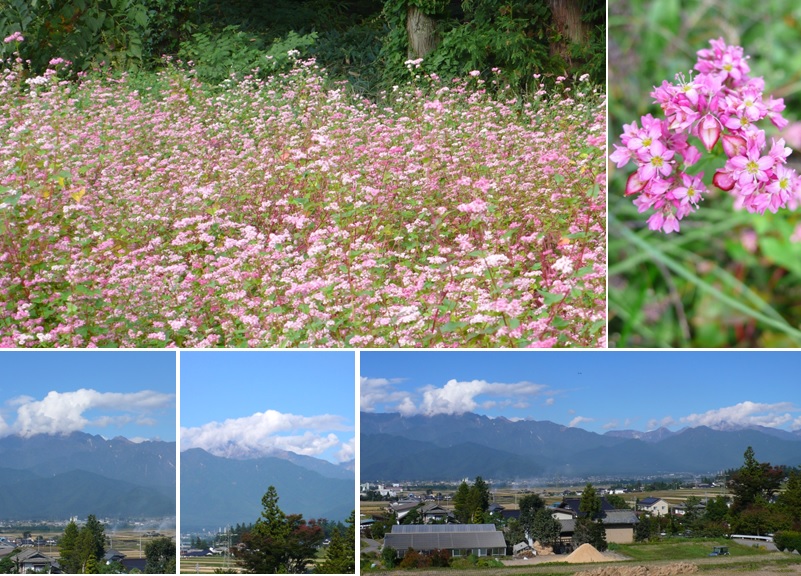 赤ソバの花畑と_a0212730_2042291.jpg