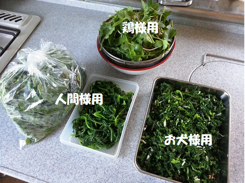f0131535_1746169.png