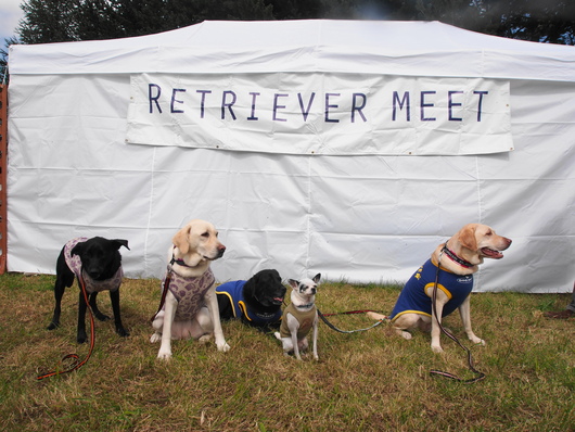 RETRIEVER　MEET　2013　前半_a0253436_9154535.jpg