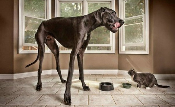 世界一背の高い犬は人間より背が高いっ Iinu Blog