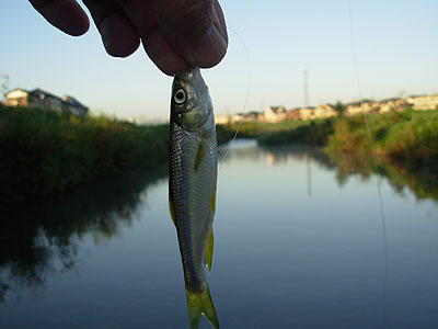 b0174137_21501074.jpg