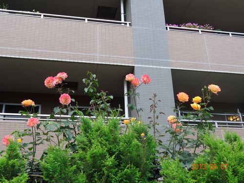 ご近所散歩-内と外の境界_e0264942_15212158.jpg