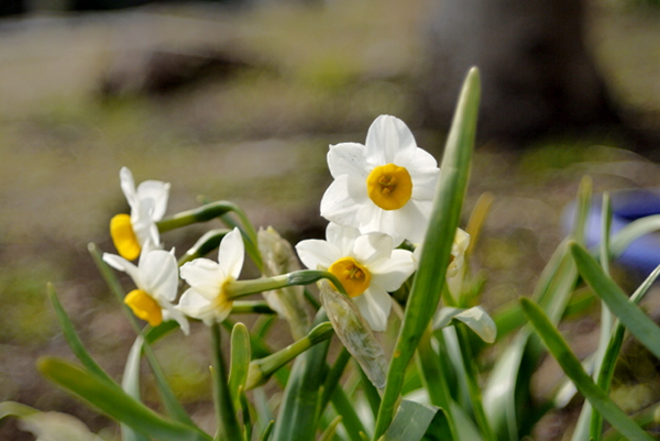 『早春の花』CANON LENS 40mm 1:2.8　キャノネット28（1971発売）改造レンズ_e0296043_18574965.jpg