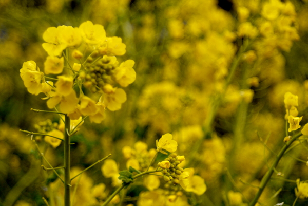 『早春の花』CANON LENS 40mm 1:2.8　キャノネット28（1971発売）改造レンズ_e0296043_18575760.jpg