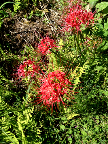 b0113846_202615100.jpg