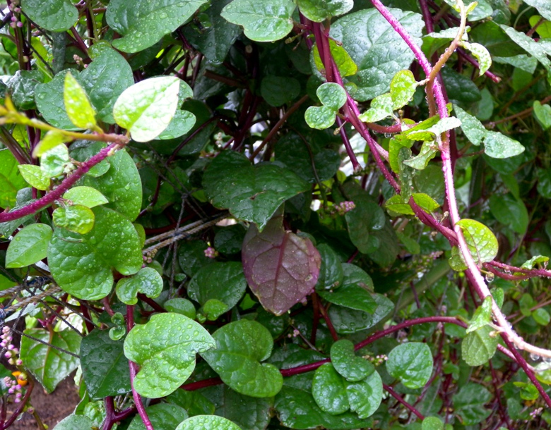 e0216346_1016297.jpg