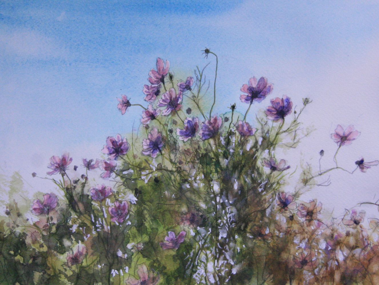 今年のコスモス 彩りの日々