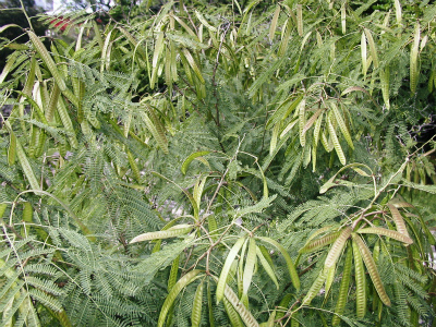 c0180460_3314795.jpg