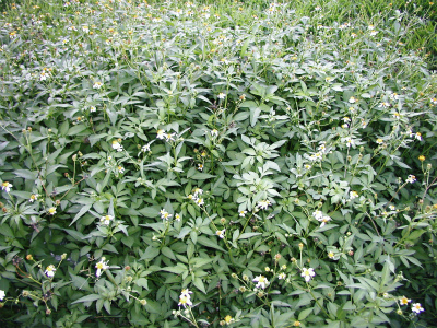 c0180460_3322195.jpg