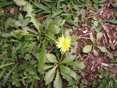 c0180460_332432.jpg
