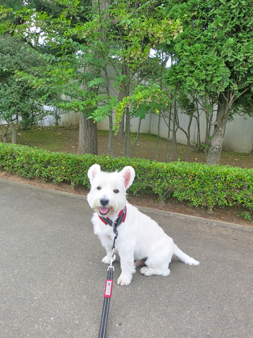 かわいいものには毒がある_c0260460_1794387.jpg