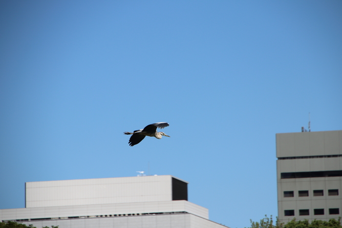 浜離宮恩師庭園の鳥さんたち_d0152261_15392812.jpg