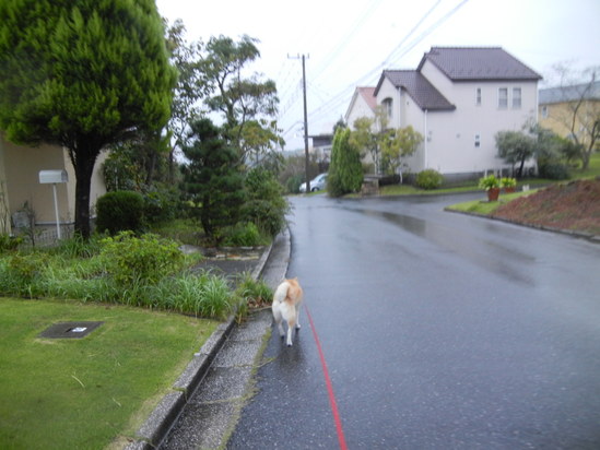 ’13,10,2(水)愛ちゃんは雨が好き!_f0060461_1043847.jpg