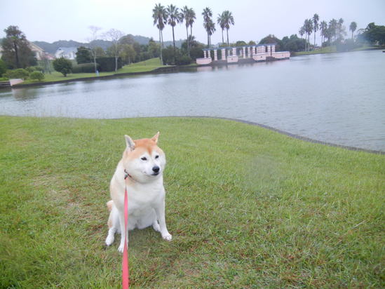 ’13,10,2(水)愛ちゃんは雨が好き!_f0060461_1045942.jpg
