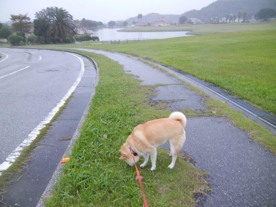 ’13,10,2(水)愛ちゃんは雨が好き!_f0060461_1047527.jpg