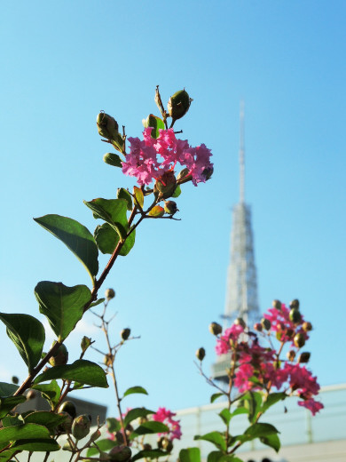 Nagoya TV Tower   ＆　 Blossoms_f0297861_20251716.jpg