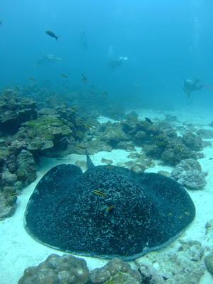 e0184067_1931406.jpg