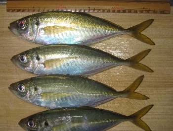 f0003283_657012.jpg