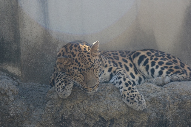 ２０１３年９月　王子動物園３　うらがわ探検隊_a0052986_0325318.jpg