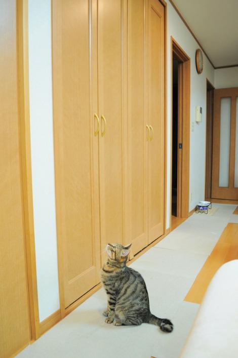 猫vs虫vs人間_a0126590_22141638.jpg