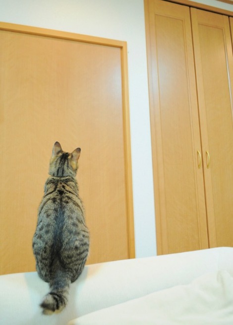 猫vs虫vs人間_a0126590_221579.jpg