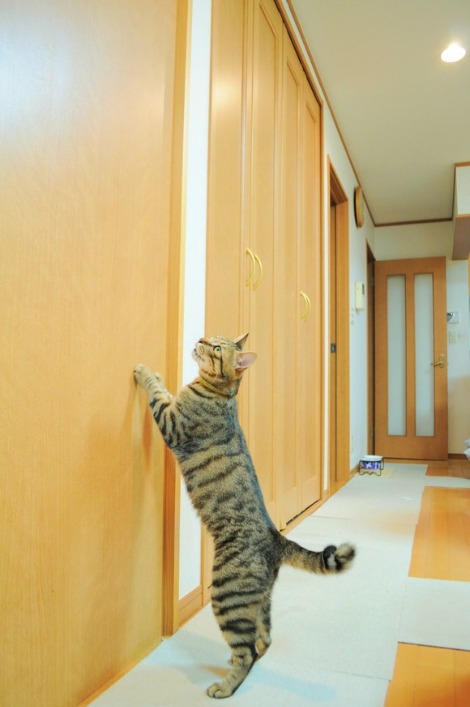 猫vs虫vs人間_a0126590_2216224.jpg
