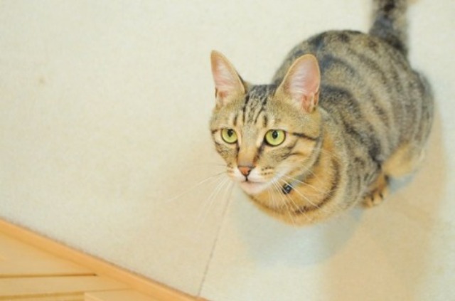猫vs虫vs人間_a0126590_228849.jpg