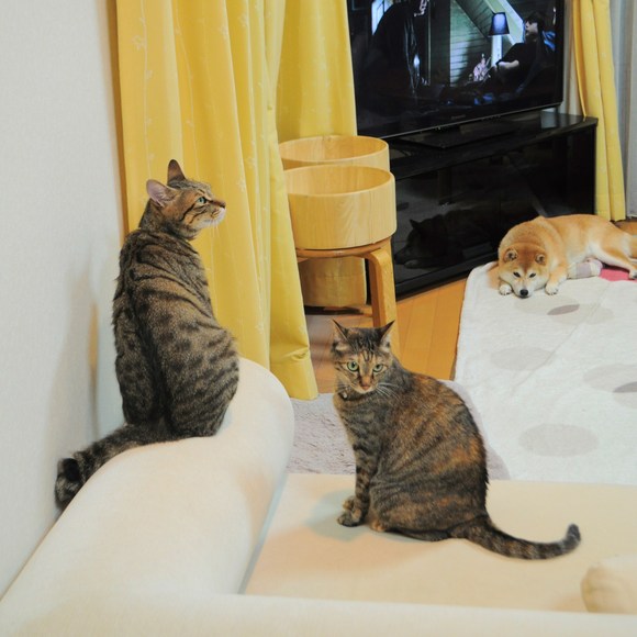 猫vs虫vs人間_a0126590_2310458.jpg