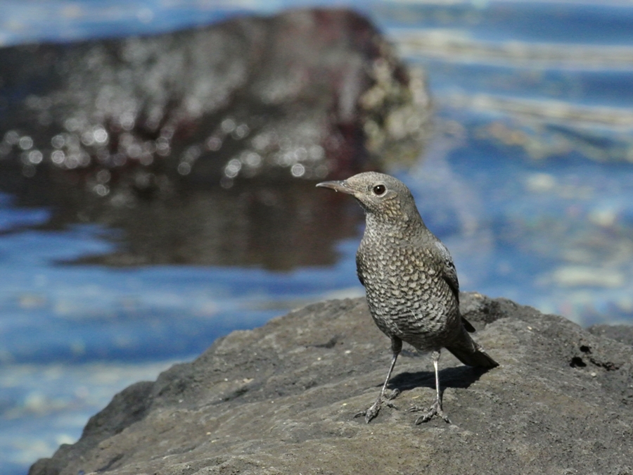 「男顔負けの樹が強そうな女性です」　イソヒヨドリ（磯鵯）♀/Female Blue Rock Thrush_a0223993_23382579.jpg