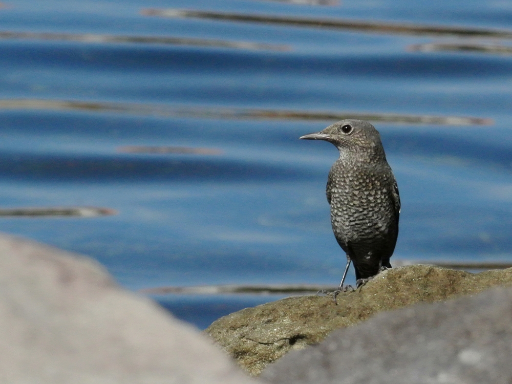 「男顔負けの樹が強そうな女性です」　イソヒヨドリ（磯鵯）♀/Female Blue Rock Thrush_a0223993_23391584.jpg