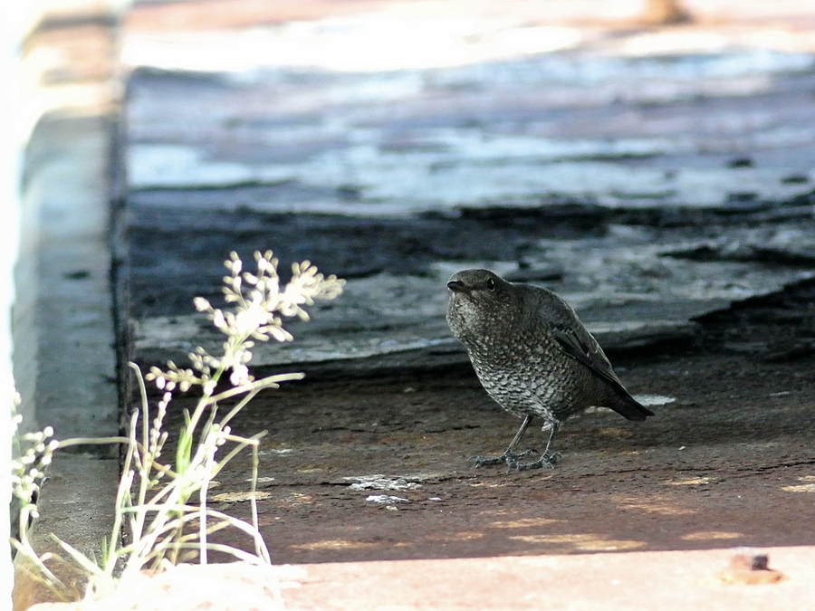 「男顔負けの樹が強そうな女性です」　イソヒヨドリ（磯鵯）♀/Female Blue Rock Thrush_a0223993_23405148.jpg