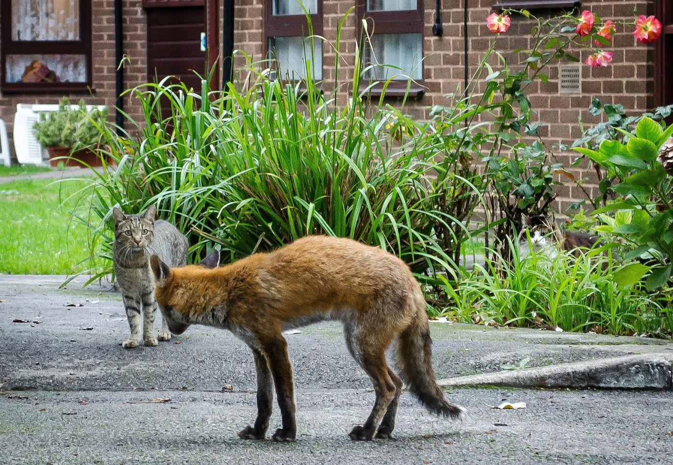 からくれない動物　４６_c0072801_12534959.jpg