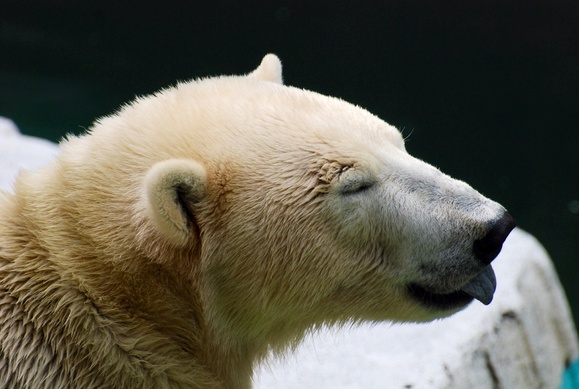 ロッシー ｜ 日本平動物園_e0319302_17242162.jpg