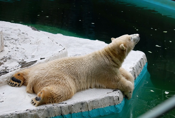 ロッシー ｜ 日本平動物園_e0319302_1725142.jpg