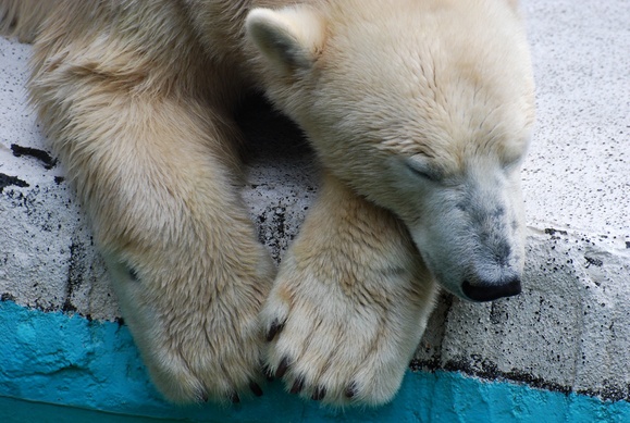 ロッシー ｜ 日本平動物園_e0319302_17262861.jpg