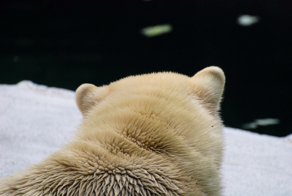 ロッシー ｜ 日本平動物園_e0319302_1726499.jpg