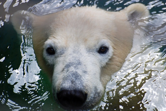 ロッシー ｜ 日本平動物園_e0319302_17274276.jpg