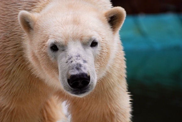 ロッシー ｜ 日本平動物園_e0319302_1728436.jpg