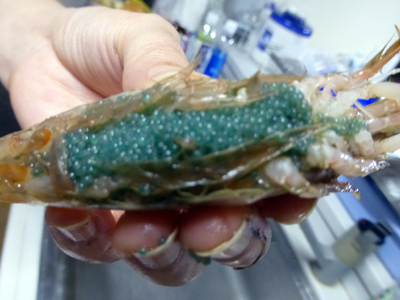 島根のおっちゃんからモサエビ Take Blog