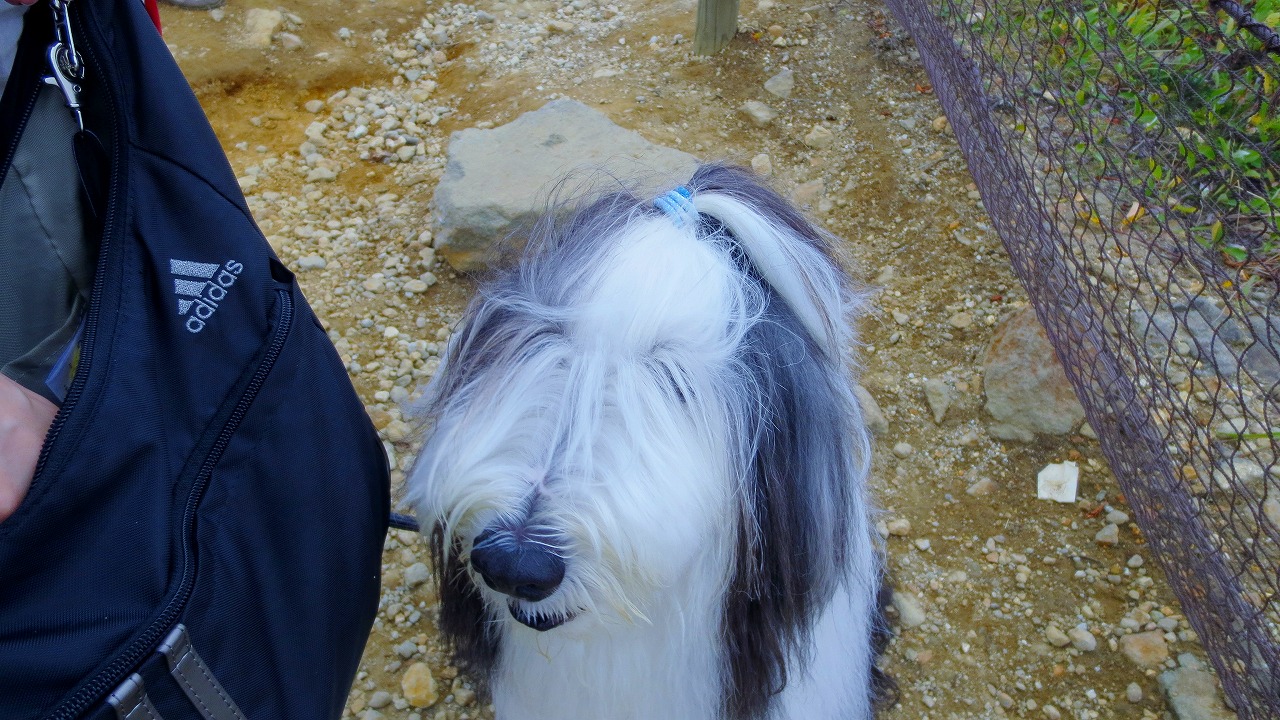 毛むくじゃら犬 くろかわ元理事長ぶらぶらブログ