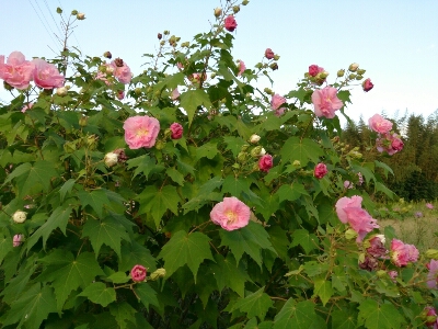 e0252905_14402756.jpg