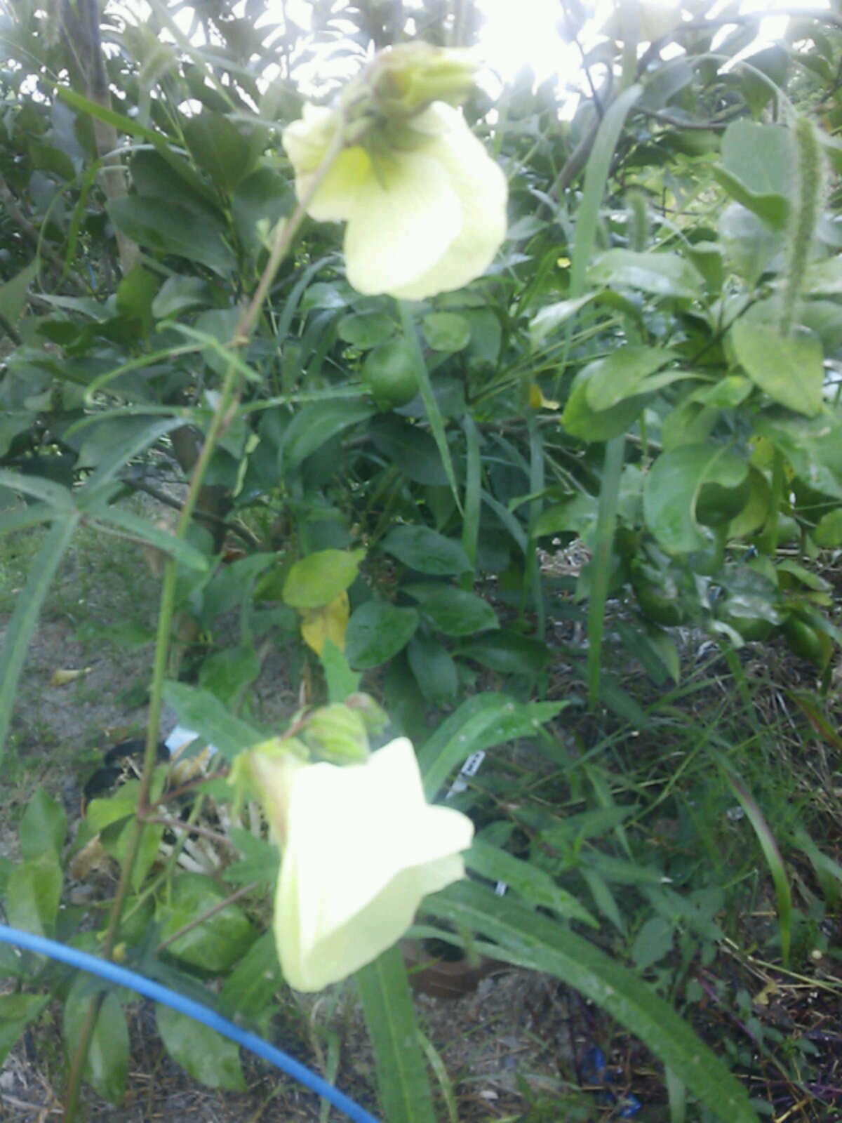 c0280206_10135420.jpg