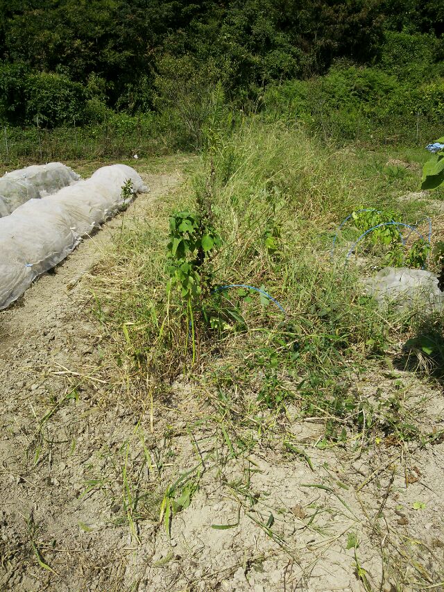 c0280206_1026795.jpg