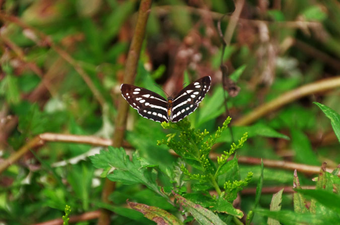 a0263109_10315564.jpg