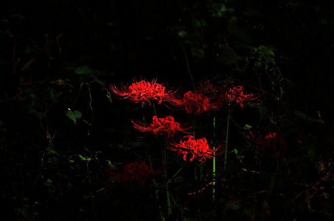 a0263109_10323043.jpg