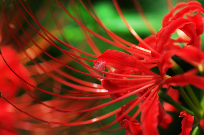 a0263109_10355687.jpg